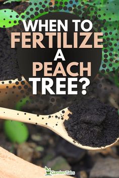 Peach Tree Fertilization: Natural Coffee Ground Fertilizer When To Fertilize Fruit Trees, Prune Peach Tree, Pruning Peach Trees, Peach Tree Care, Growing Peach Trees, Apple Tree Care, Trees Backyard, Fruit Tree Garden