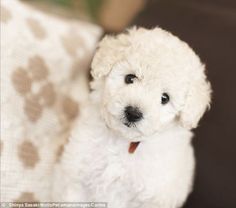 a small white dog sitting on top of a couch