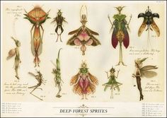 an illustration of various insect species