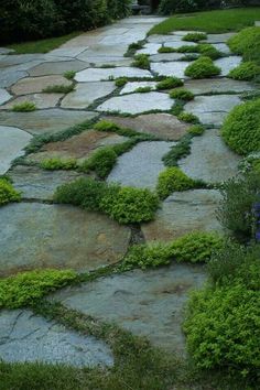 a stone path with plants growing on it