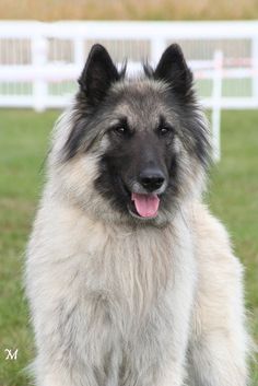 a dog that is standing in the grass