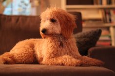 a brown dog laying on top of a couch