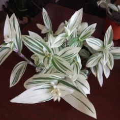 some white and green flowers are on a brown table with a potted plant in the background