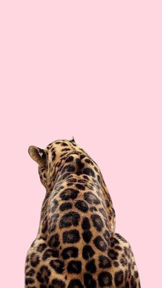 a large leopard standing on top of a pink surface with its head up to the sky