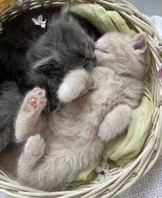 two kittens are sleeping together in a basket