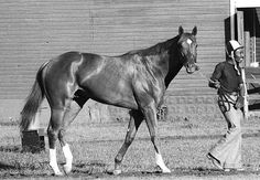 black and white photograph of a man leading a horse