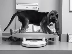 a black and white photo of a dog standing on top of a surfboard in the kitchen