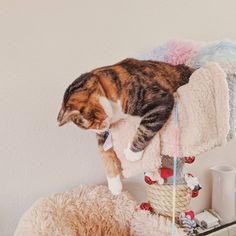 a cat on top of a stuffed animal next to a teddy bear in a room