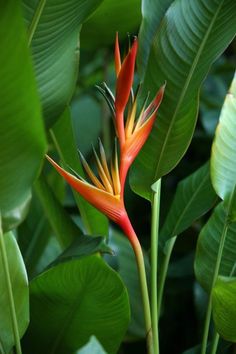 a red and yellow flower surrounded by green leaves