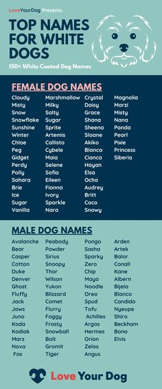 the top names for white dogs on a blue and red background with an image of a dog