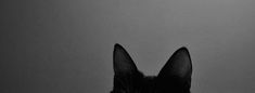 banner A Cat, New Era, Black And White, White, Black