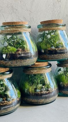 several glass jars filled with plants and rocks