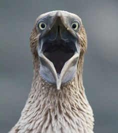 a close up view of a bird's face with it's mouth open