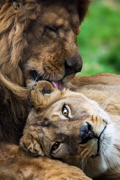 two lions laying next to each other on top of green grass with the caption unterest