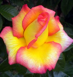 a yellow and red rose with green leaves