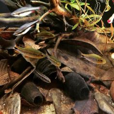 some fish are swimming in the water near rocks and plants on the ground with leaves