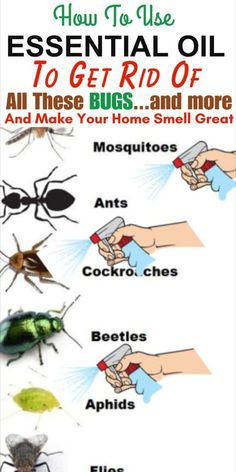 Say goodbye to bugs the natural way! Explore our guide on how to rid your home of pesky insects using the power of essential oils. Learn about the aromatic solutions that not only keep bugs at bay but also add a delightful fragrance to your living space. From repelling mosquitoes to deterring ants, our expert tips cover a range of essential oils and application techniques. Embrace a bug-free haven with the goodness of nature. Dive into our guide now and discover the secrets to a pest-free home using essential oils! Essential Oil Bug Repellent, Essential Oil Bug Spray, Diy Bug Repellent, Ant Spray, Diy Bug Spray, Bug Spray Recipe, Smelling Good, Natural Bug Repellent, Essential Oil Diffuser Blends Recipes