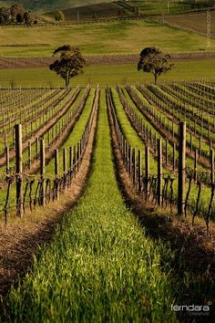 an empty vineyard in the middle of a green field with trees and hills in the background