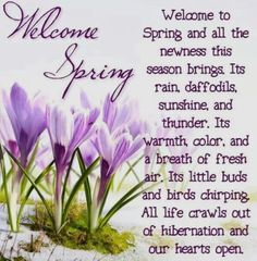 a welcome spring card with purple crocts