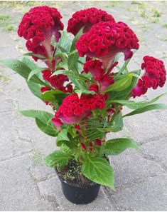 red flowers are in a black pot on the ground