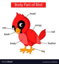 the parts of a bird labeled in english