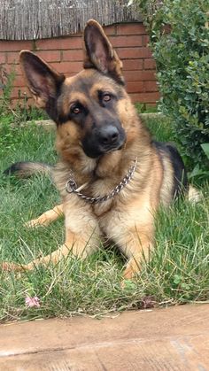 a german shepherd dog laying in the grass