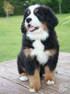 a puppy sitting on top of a wooden table