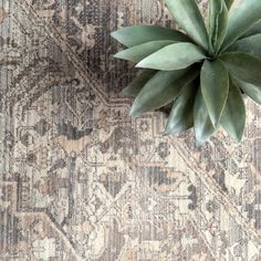 a plant is sitting on top of an old rug