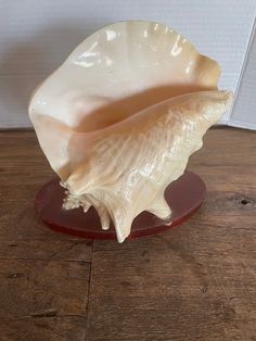 a white shell sitting on top of a wooden table next to a red plate with an orange bottom