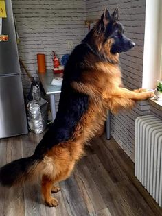 a german shepherd dog standing on its hind legs looking out the window at something outside