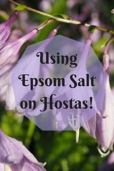 purple flowers with the words using epson salt on hostas