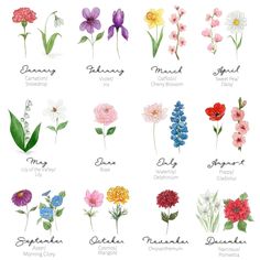 the different types of flowers are shown in this image, and each flower has its own name