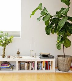 a living room filled with furniture and a large potted plant on top of a table