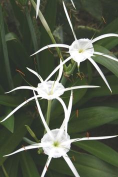 three white flowers with green leaves in the background