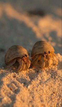 two crabs are sitting in the sand together