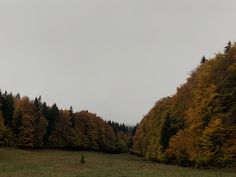 an empty field surrounded by tall trees