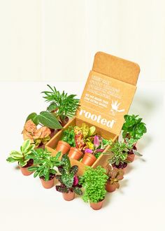 an open box filled with lots of different types of potted plants on top of a white table