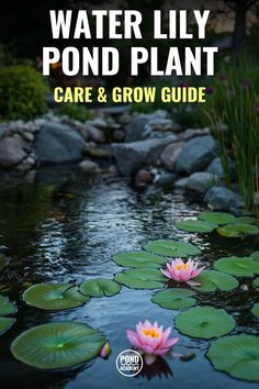 water lily pond plant care and grow guide for beginners to learn how to use it