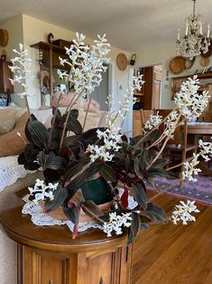 a vase with white flowers sitting on top of a wooden table in a living room