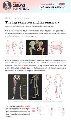 the leg skeleton and leg sumray is shown in this manual for students to learn how to