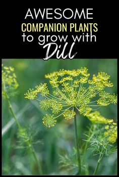 some yellow flowers with the words awesome companion plants to grow with dill