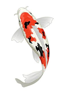 an orange and white koi fish swimming