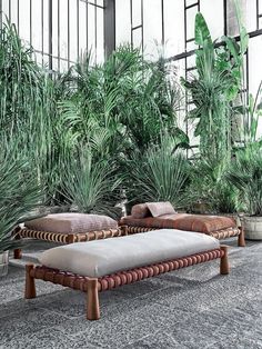 an indoor area with plants and couches