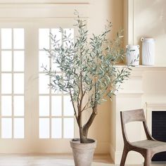 a potted olive tree in a living room