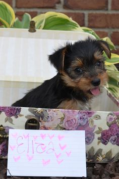 a small black and brown dog sitting in a flowered box next to a note