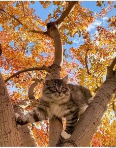 a cat sitting on top of a tree branch with its paws up in the air