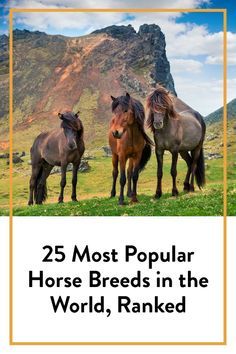 three horses standing on top of a grass covered field next to a mountain with the words 25 most popular horse breeds in the world, ranked