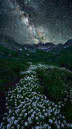 the night sky is filled with stars and clouds, as well as some white flowers