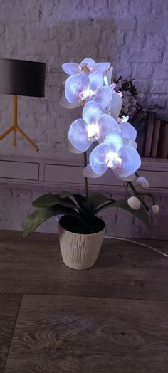 an orchid plant with white flowers is lit up