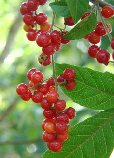 some red berries hanging from a tree branch